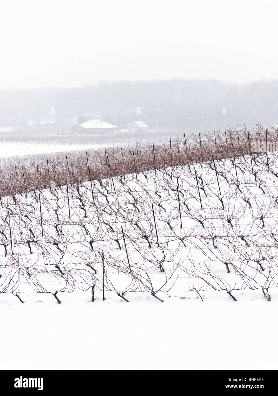 Kanada, Ontario, Issum, Niagara Region, Traube Weinberg im winter Stockfoto