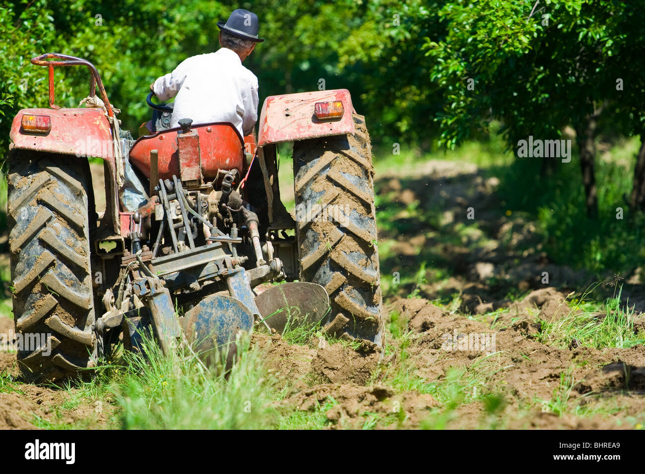 Alten Bauern Pflügen zwischen Bäumen in einem Obstgarten Stockfoto