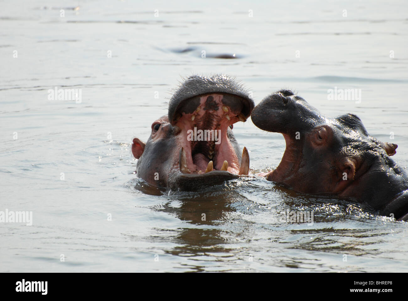 Kämpfe in den Sabi Fluss Flusspferde Stockfoto
