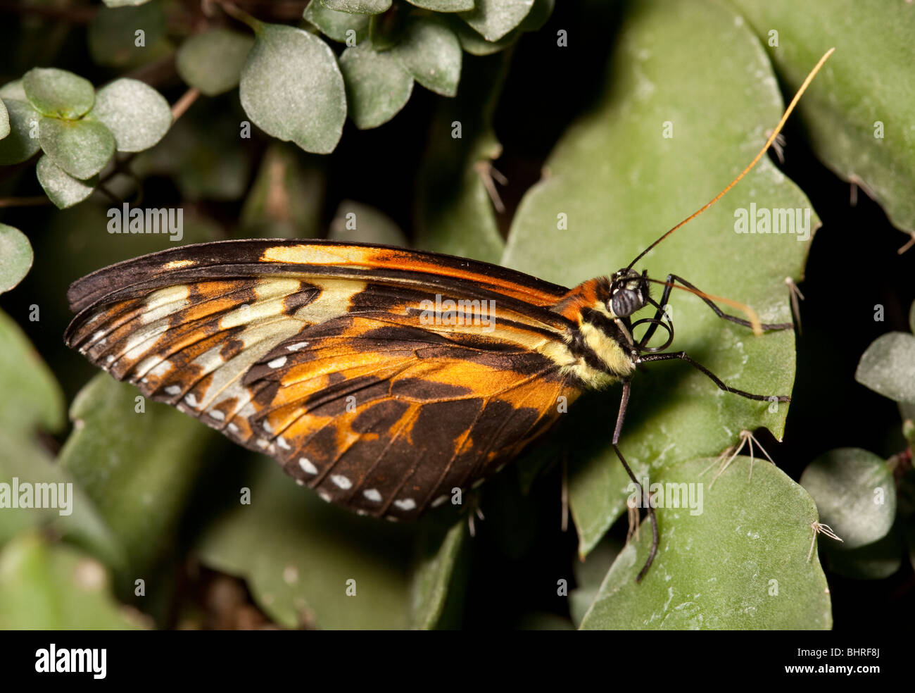 Ein Malay Florfliege Schmetterling ruht auf einige Blätter Stockfoto