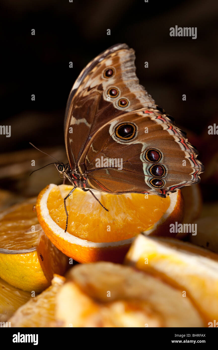 Ein BLue Morpho-Schmetterling ruht auf einer Orange in Bereitschaft, Essen Stockfoto