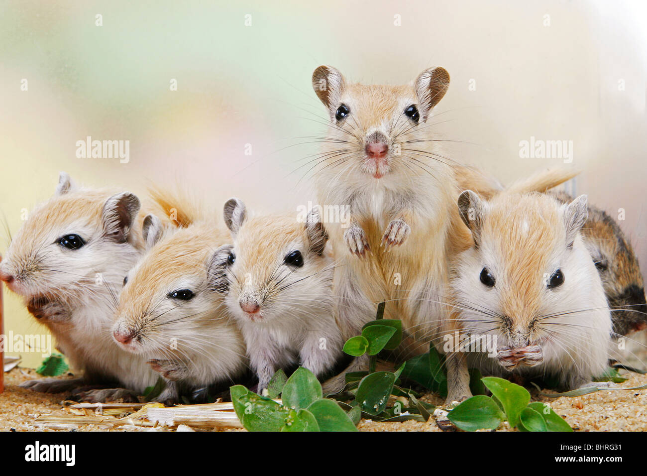Mongolische Gerbil (Meriones unguiculatus). Fünf Personen in Folge