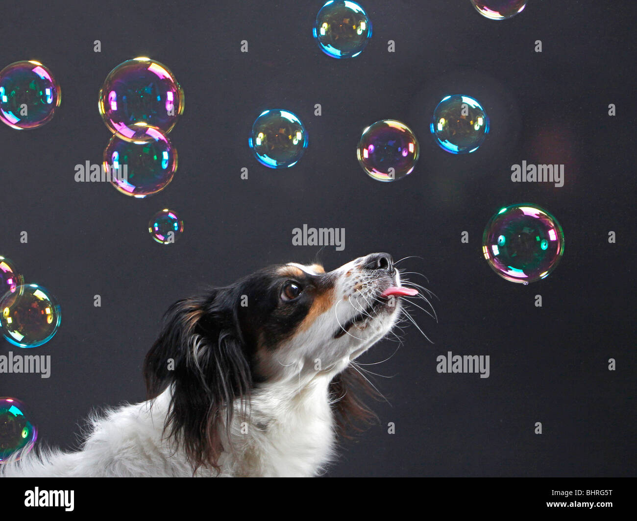 halbe Rasse Hund - Seifenblasen beobachten Stockfoto