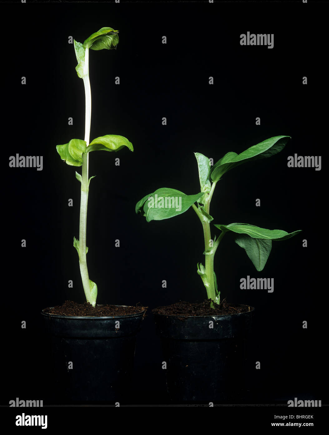 Saubohne Pflanze ohne Licht im Vergleich zu einem normal gewachsen Stockfoto