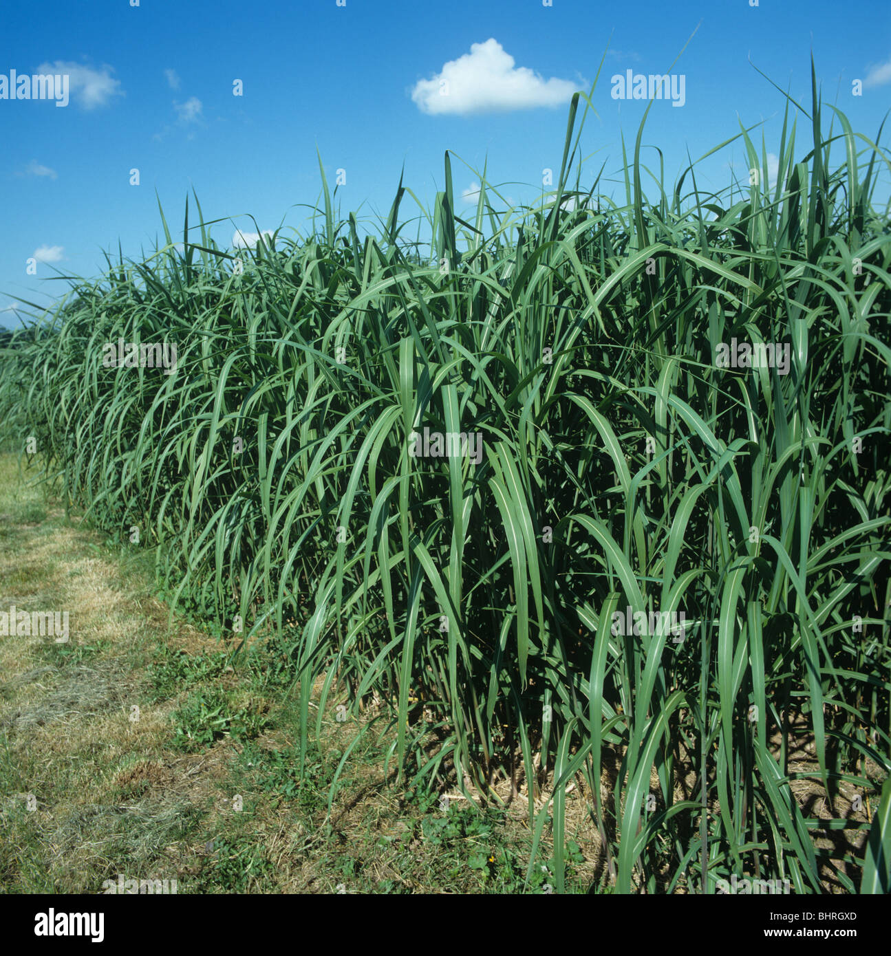 Grüne Elefantengras (Miscanthus spp.) Ernte verwendet für Biomasse Stockfoto