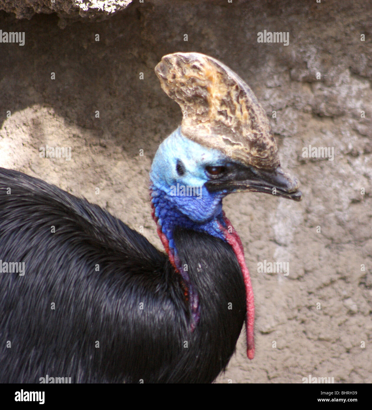 Gemeinsame CASSOWARY VOGEL seltene exotische Vögel aus der Nähe VON KOPF UND HALS UND FEDER Stockfoto