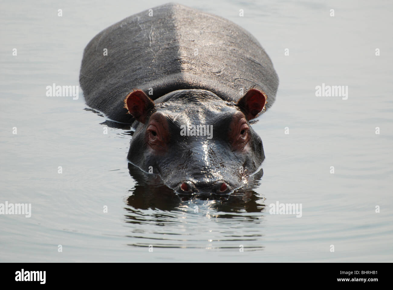 Nilpferd, starrte auf die Kamera Stockfoto