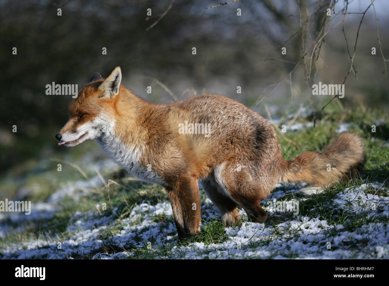 Rotfuchs Vulpes Vulpes Alleinstehenden im Schnee Defacating UK Stockfoto