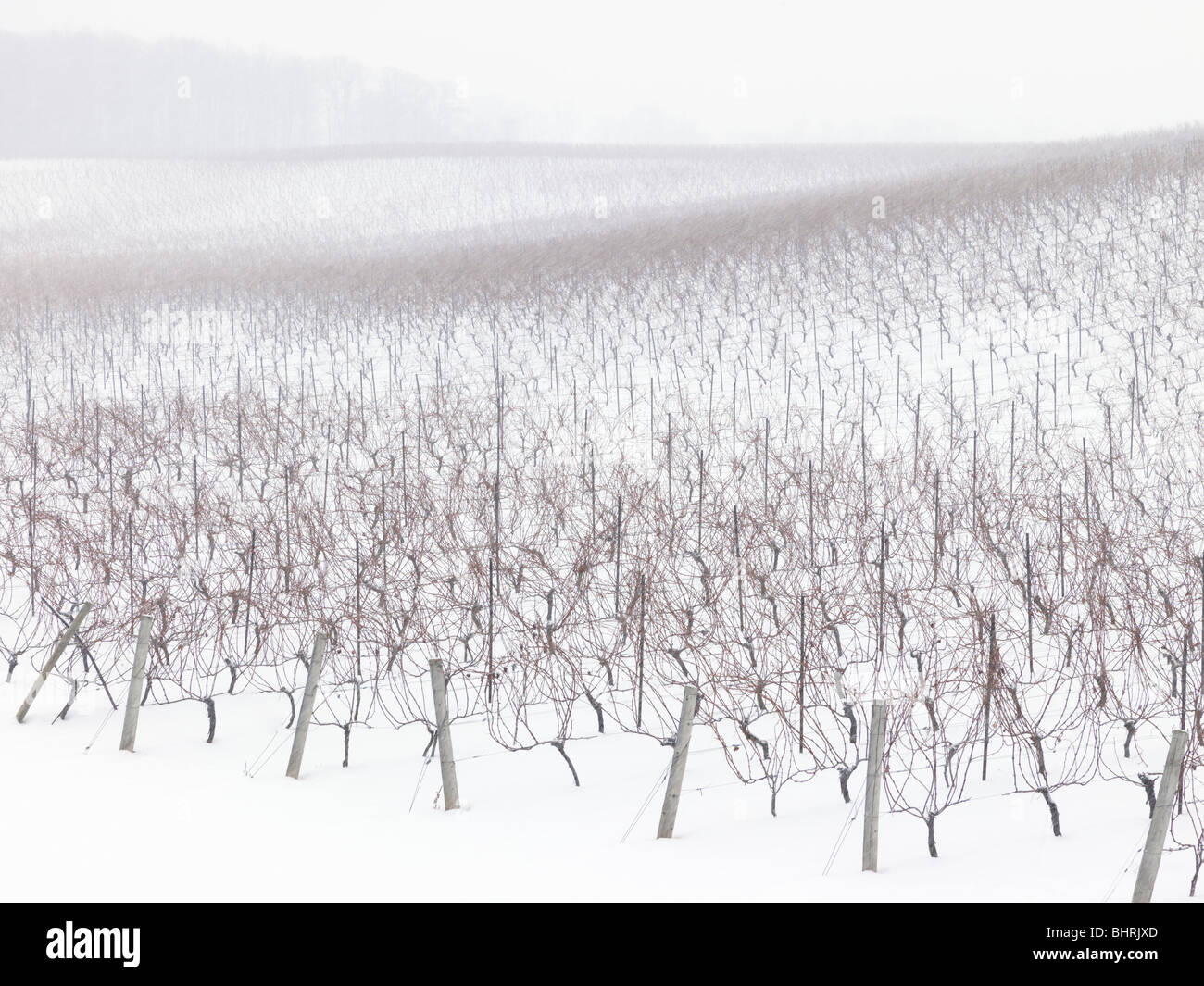 Kanada, Ontario, Issum, Niagara Region, Traube Weinberg im winter Stockfoto