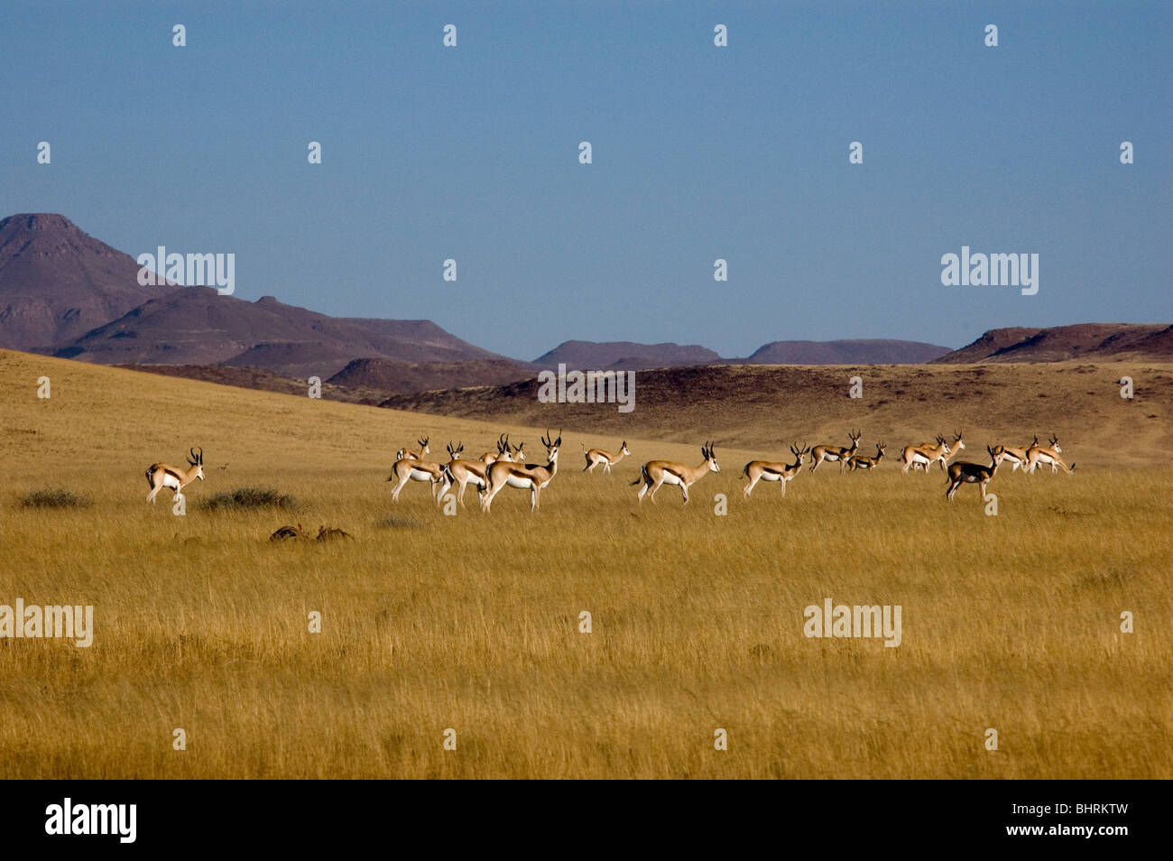 Springbok-Herde im namibischen Grünland Stockfoto