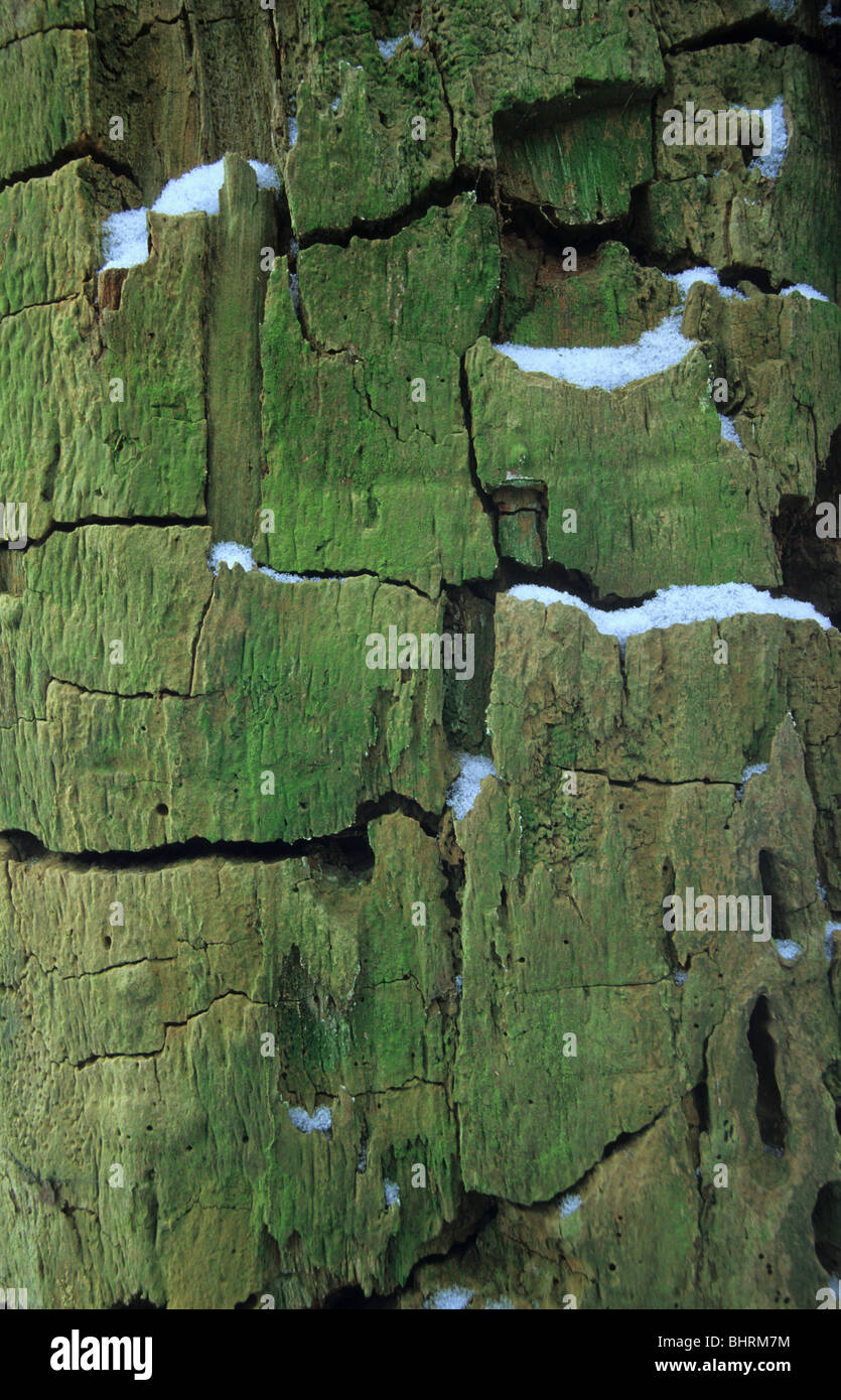 grüne Algen an verwitterten Baumstamm im winter Stockfoto