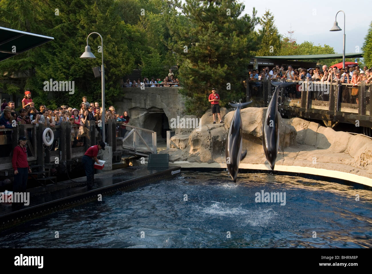 Delphin show im Vancouver Aquarium in British Columbia Kanada. Stockfoto