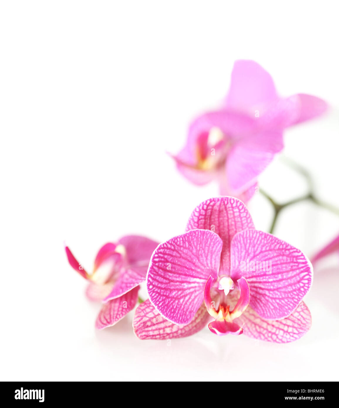 Rosa Orchidee Stockfoto