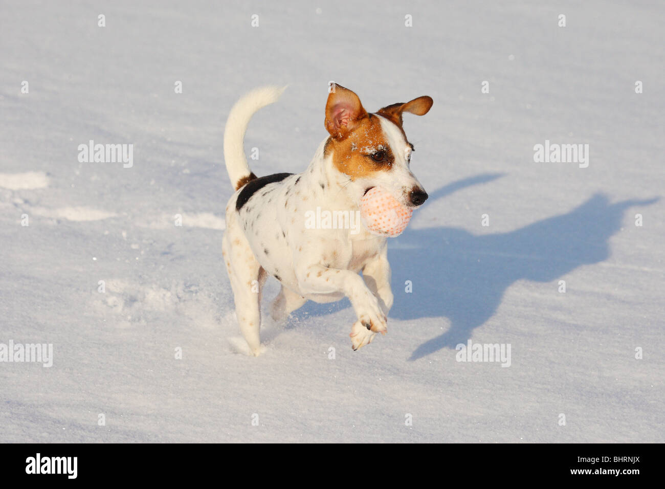 Jack Russell Terrier Hund im Schnee - Spiele mit ball Stockfotografie -  Alamy