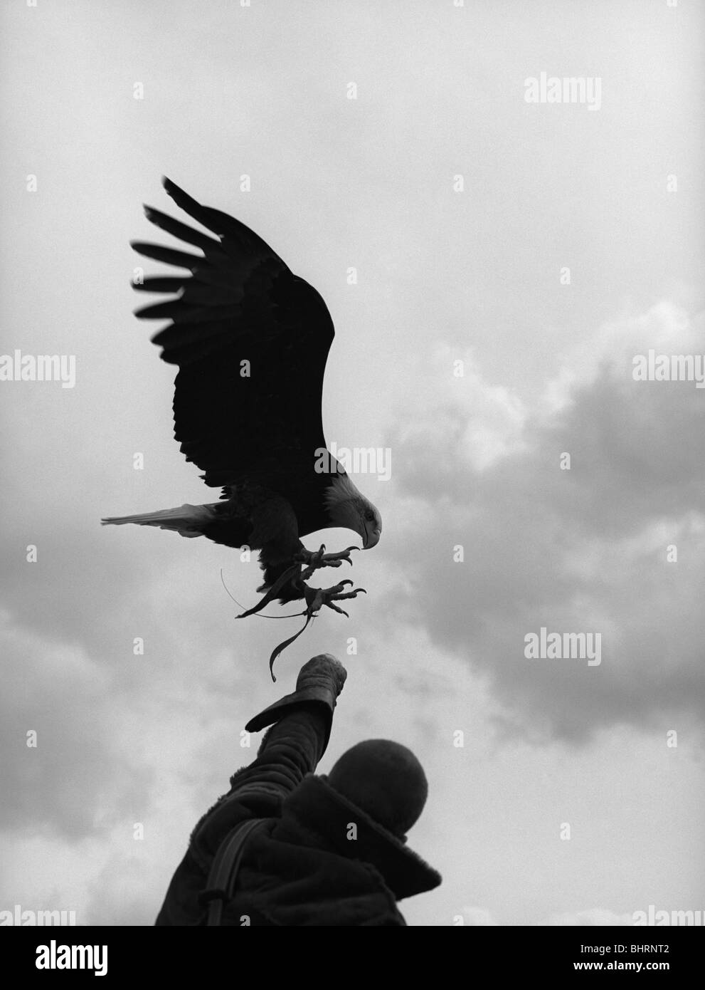 Falkner und seinem Vogel Stockfoto