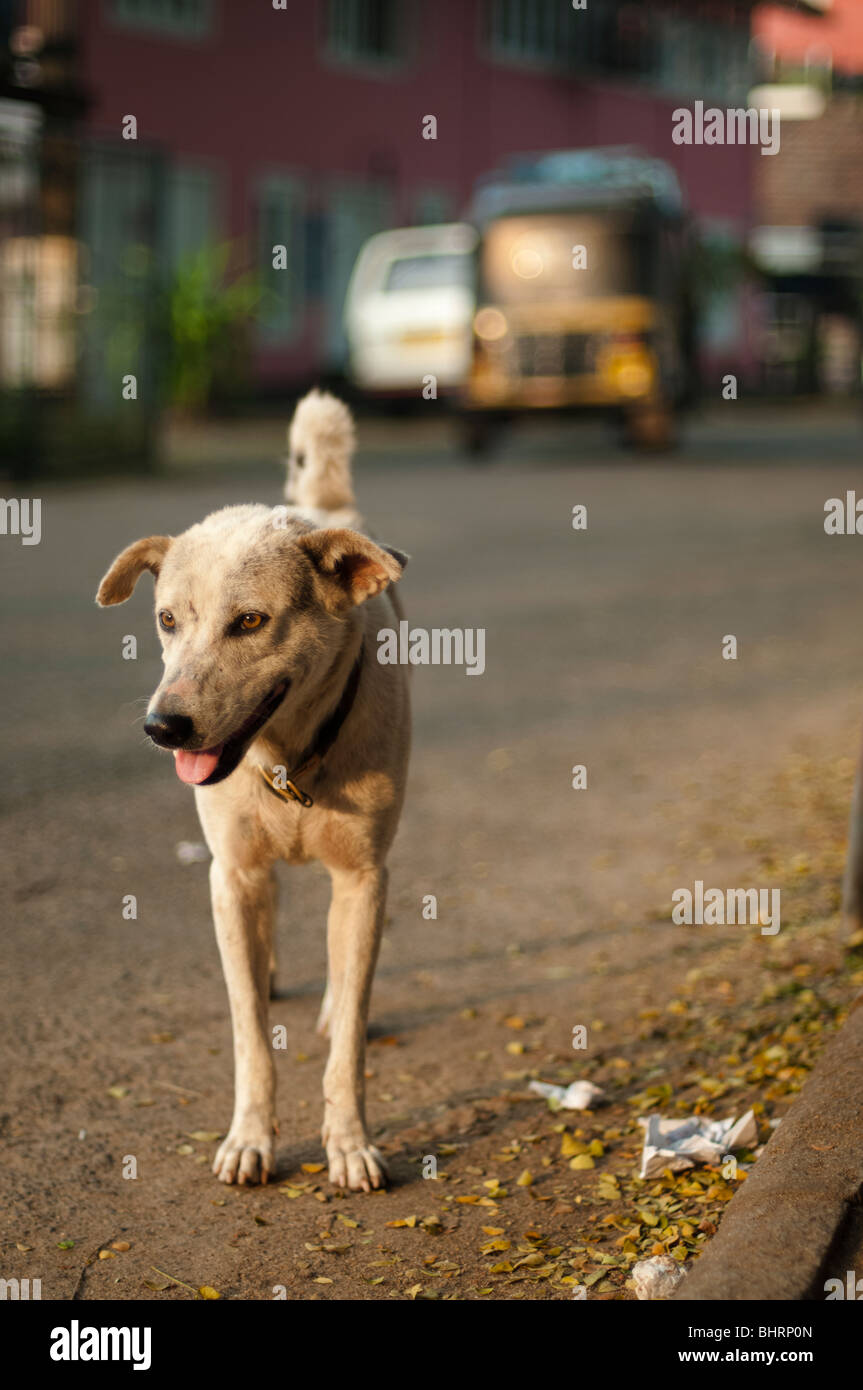 Straßenhund mit Rikscha Stockfoto
