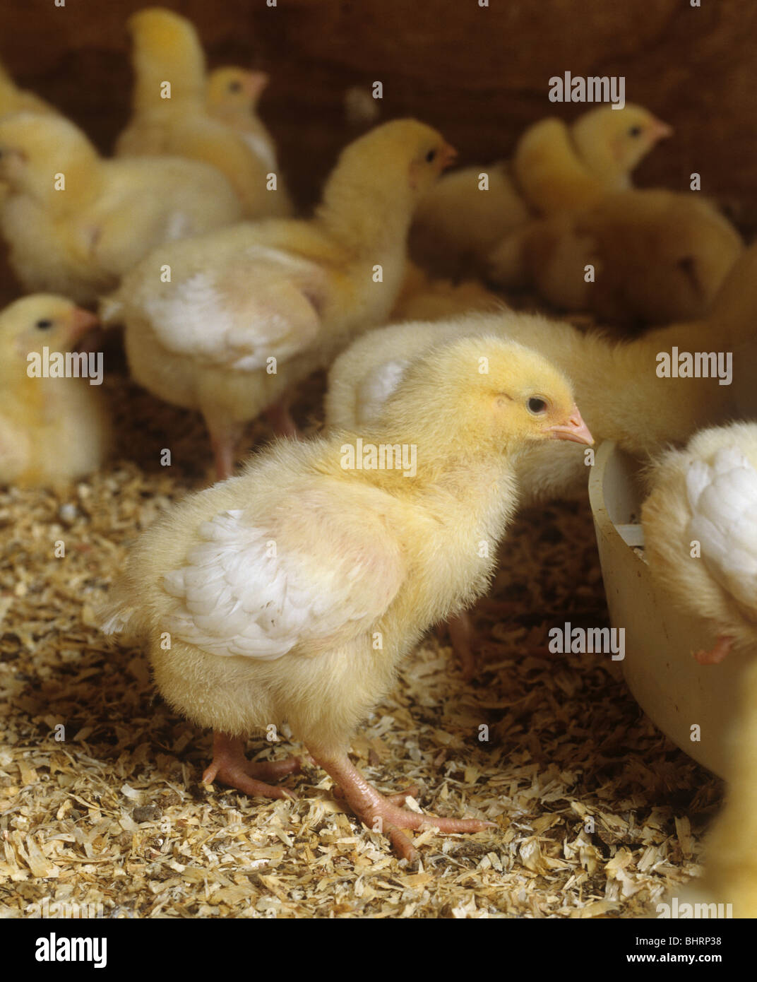 Sieben Tage alten Broiler Küken in einem Hühnerstall Stockfoto