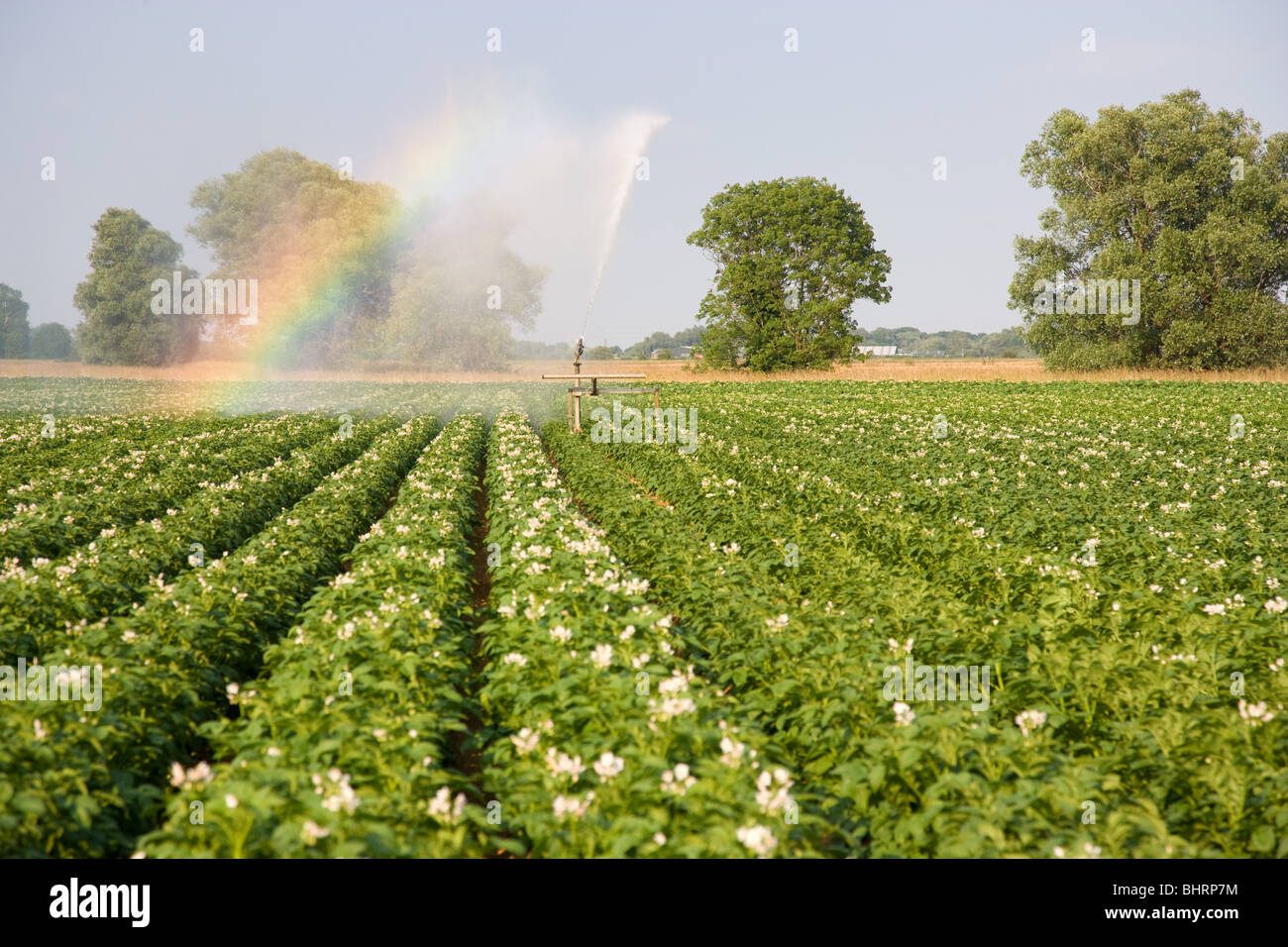 Bewässerung-Rolle In einer Kartoffelernte Stockfoto
