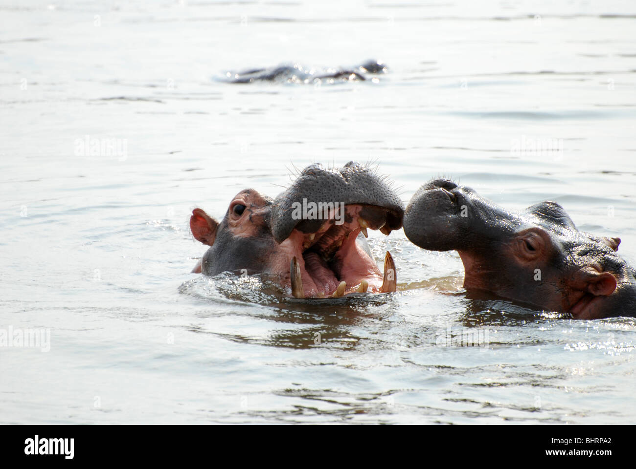 Nilpferde im Fluss sparring Stockfoto