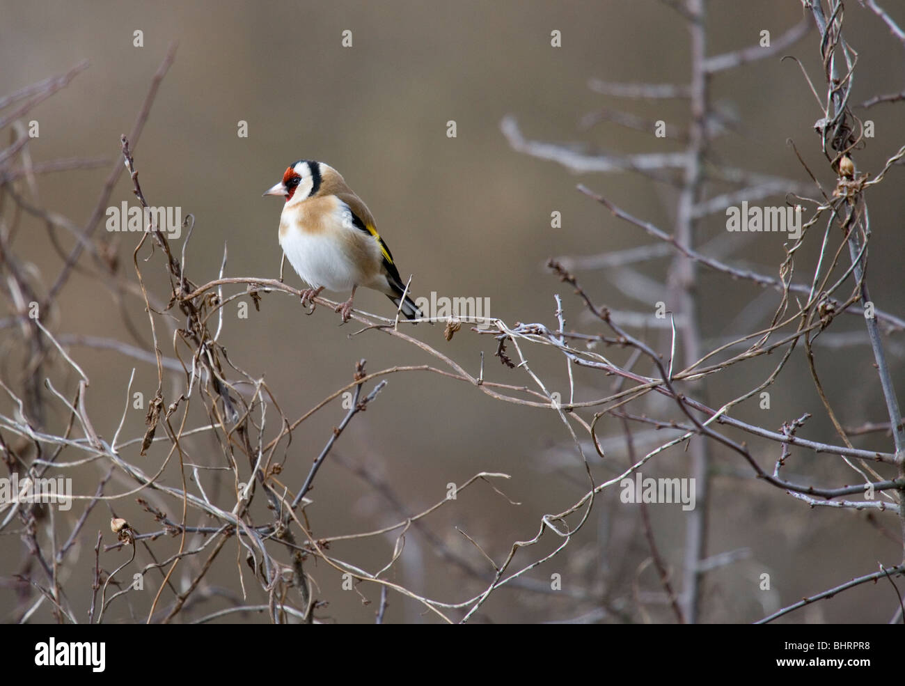 Stieglitz Zuchtjahr Zuchtjahr Single adult hocken im Baum Winter, UK Stockfoto