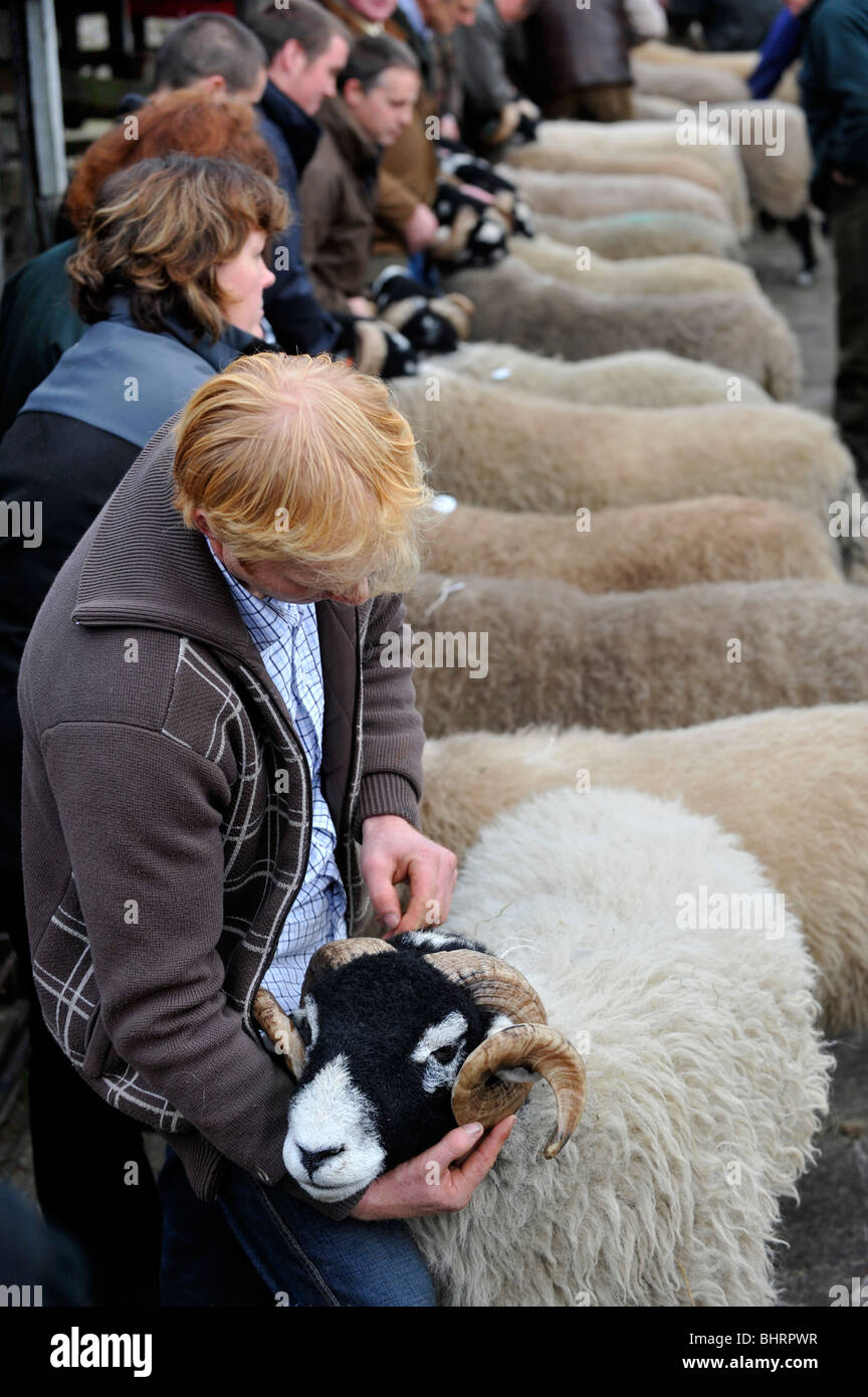 Swaledale Ram in St Johns Chapel - Weardale Verkauf. Stockfoto