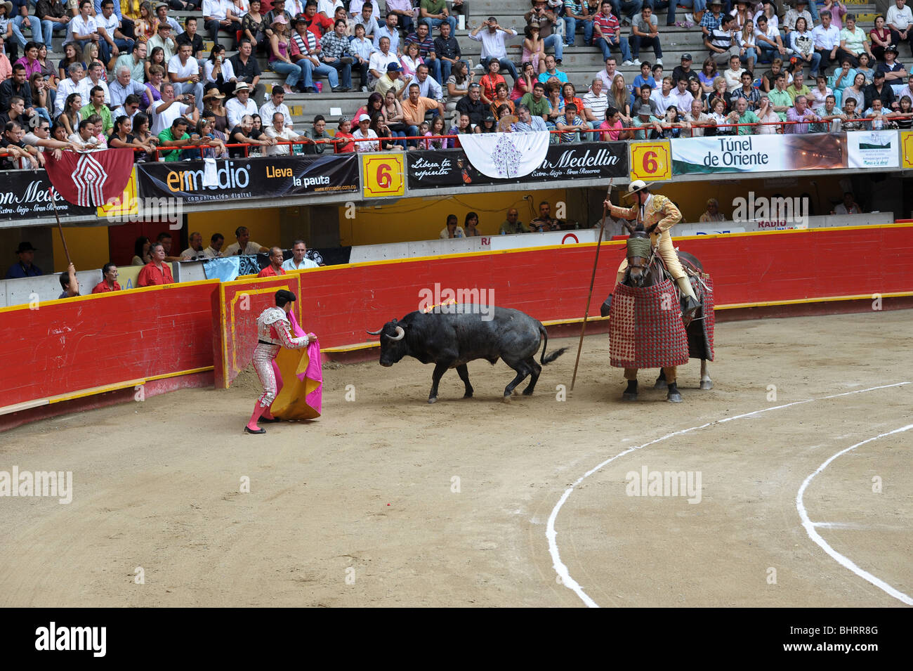 Erschöpft, schwach, Verwundeten und in der Nähe von Tod der gequälte Stier nicht mehr Energie zu kämpfen hat. Medellin Stierkampfarena. Stockfoto