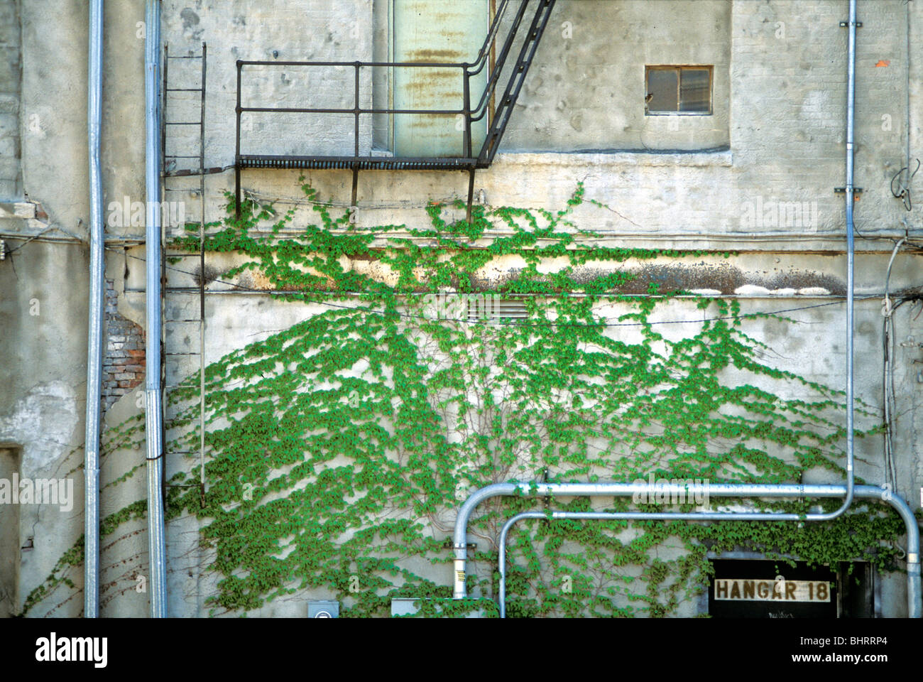 Reben wachsen auf der Wand eines Gebäudes in einer Gasse. Stockfoto