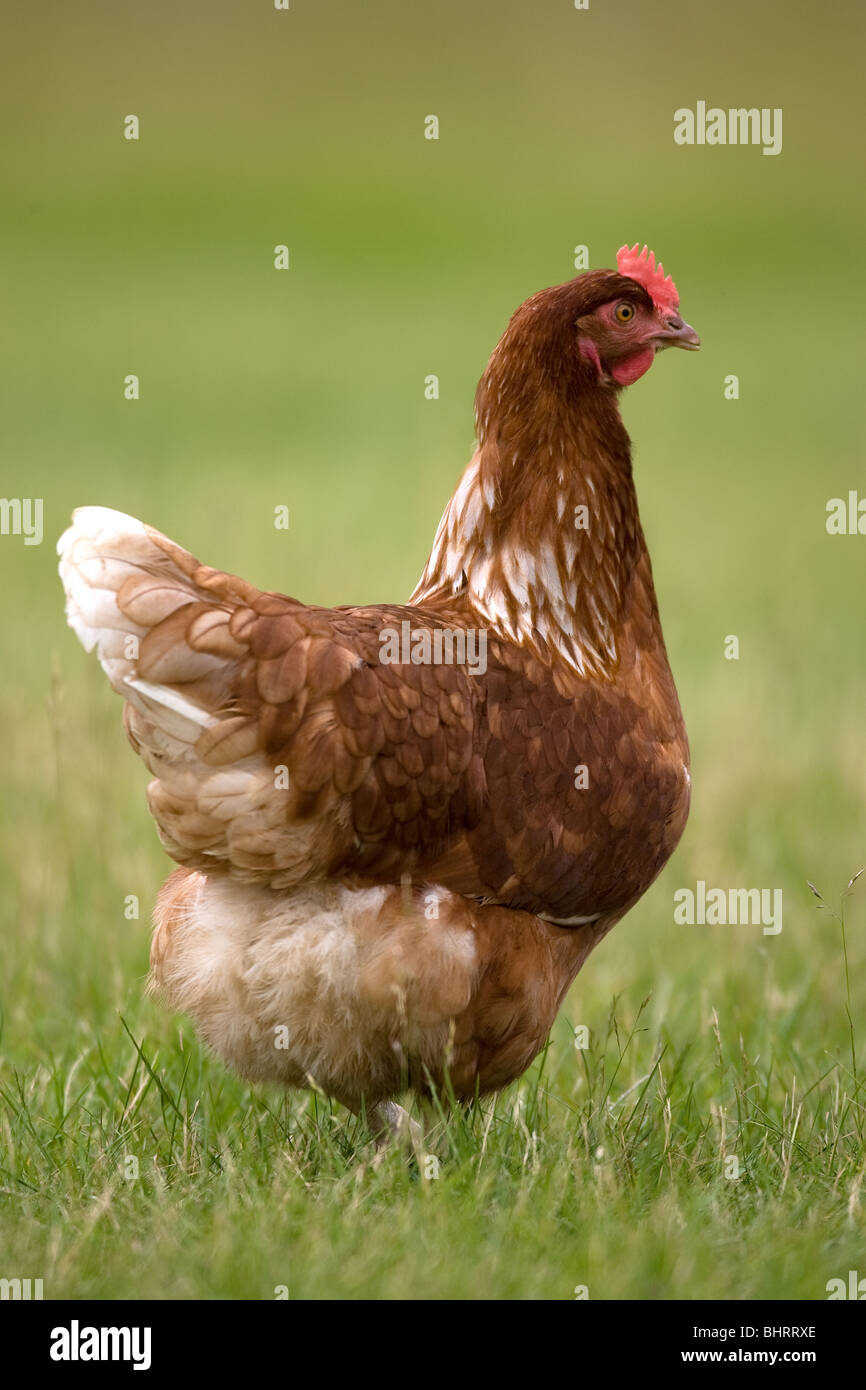 Freilaufenden Hühnern, Gras Stockfoto