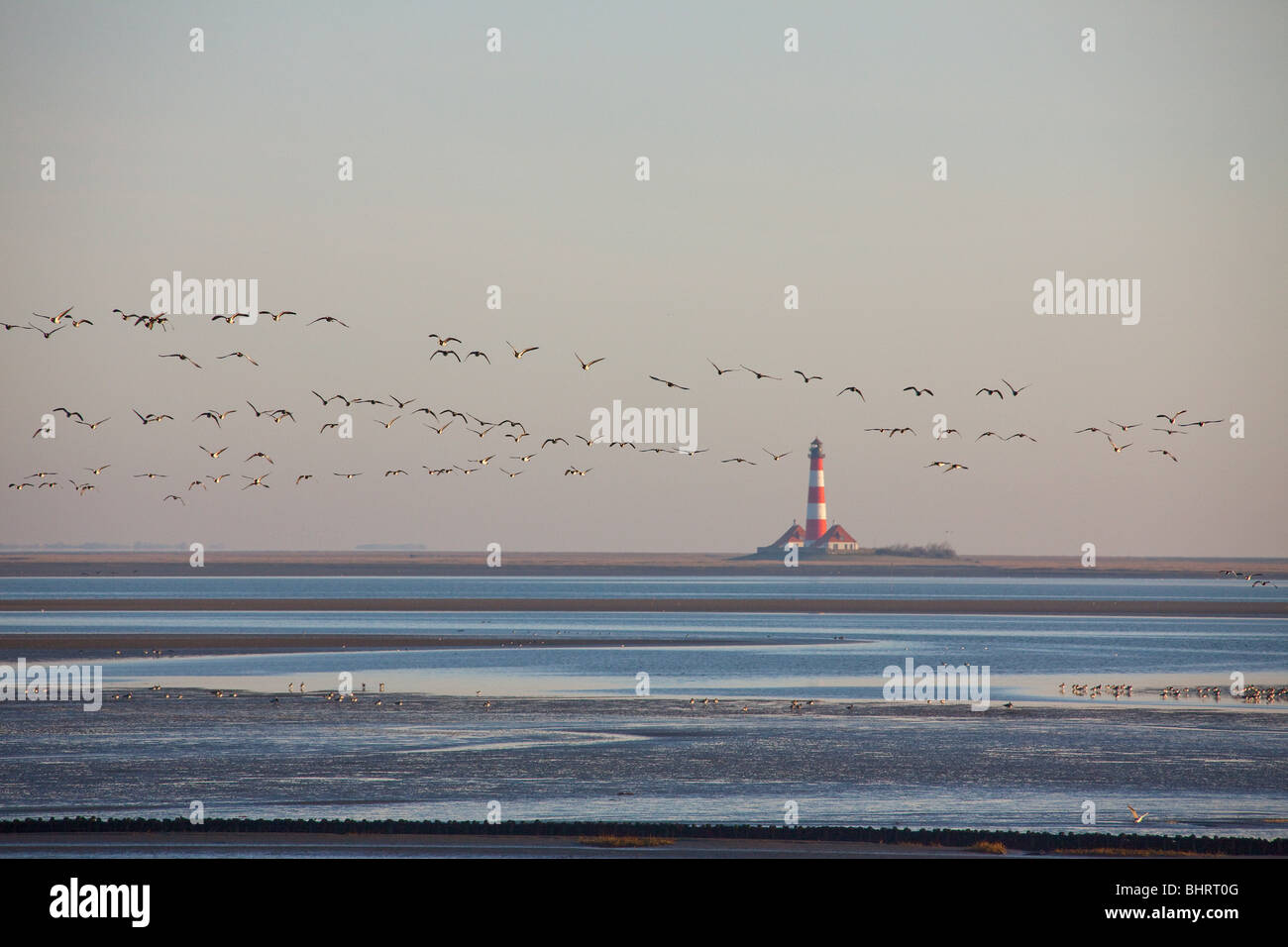 Weißwangengans - Herde fliegen / Branta Leucopsis Stockfoto