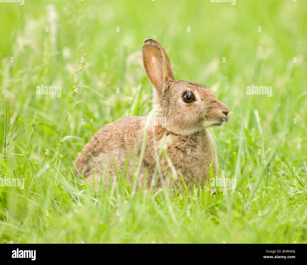 Eine städtische Kaninchen Gras Stockfoto