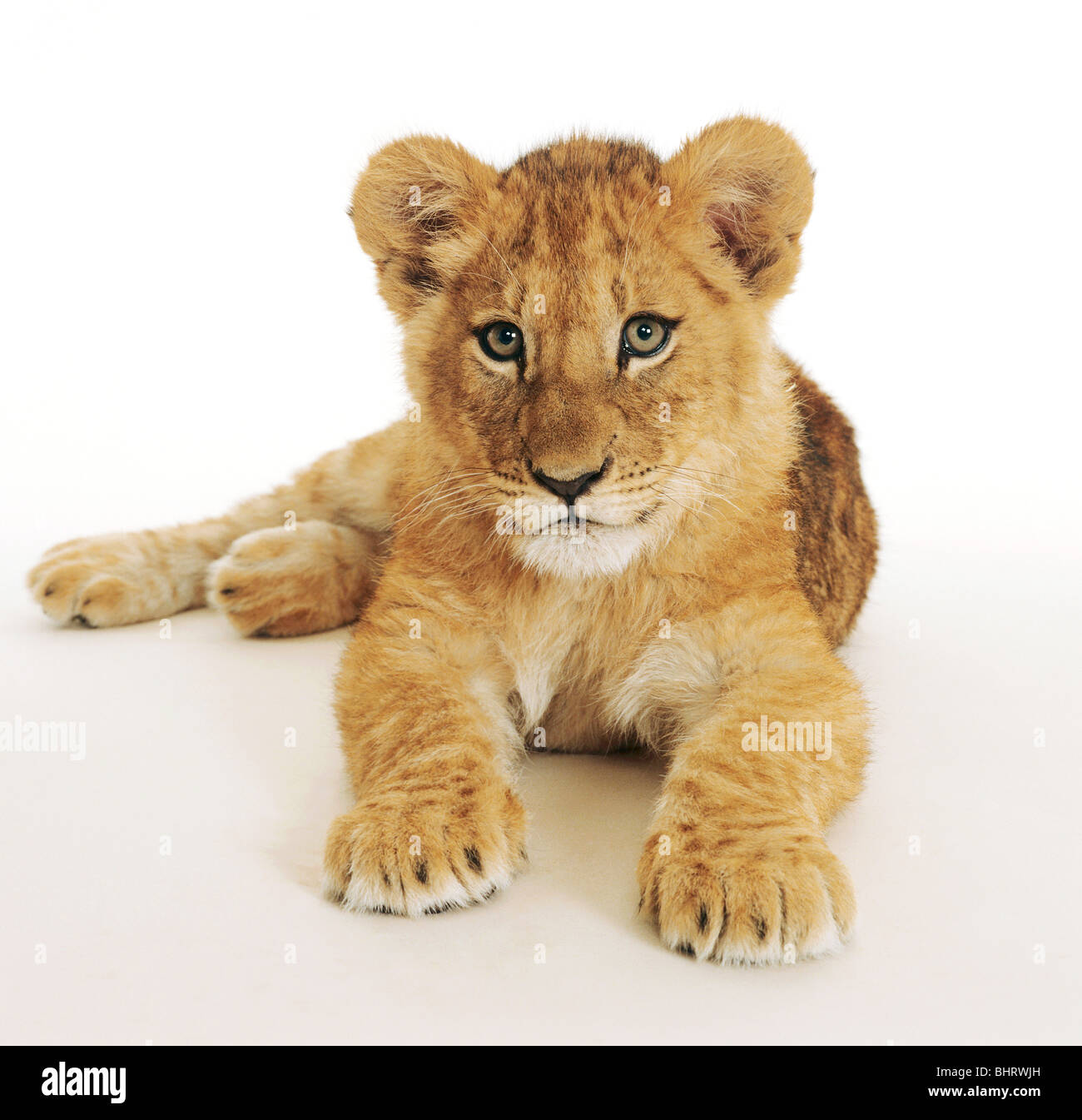 junger Löwe - liegend - Ausschneiden / Panthera Leo Stockfoto