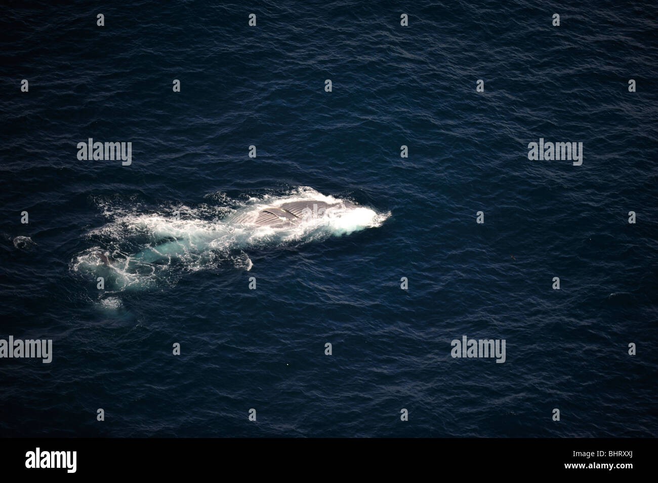 BLAUWAL FÜTTERUNG, AUSTRALIEN Stockfoto