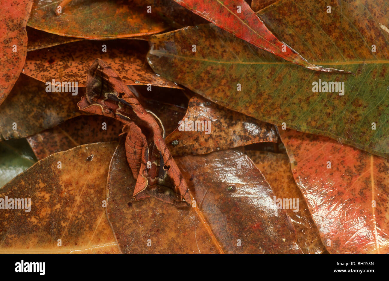 Leaf mimischen Moth, Bukit Larit, Malaysia Stockfoto