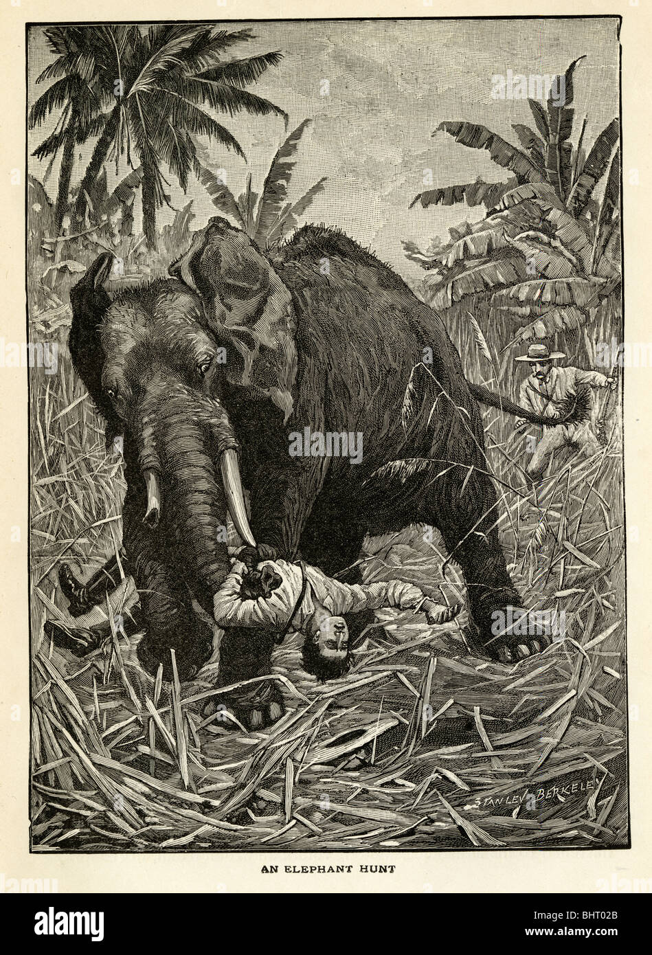 1901-Gravur, An Elefanten jagen. Ein Jäger ist von einem wütenden Elefanten in den Kofferraum gepackt. Original Kupferstich von Stanley Berkeley. Stockfoto