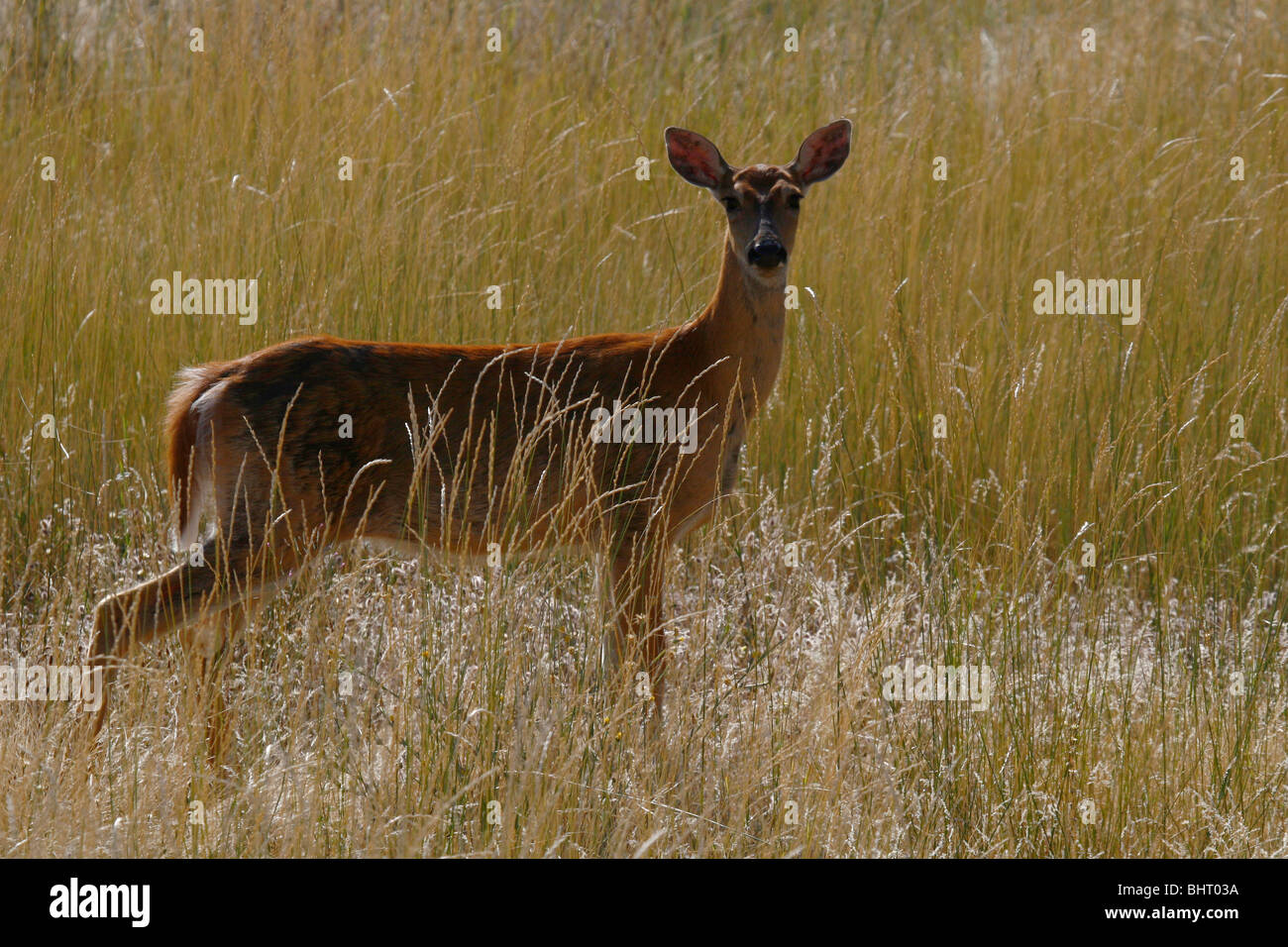 Whitetail Doe in Wiese Stockfoto