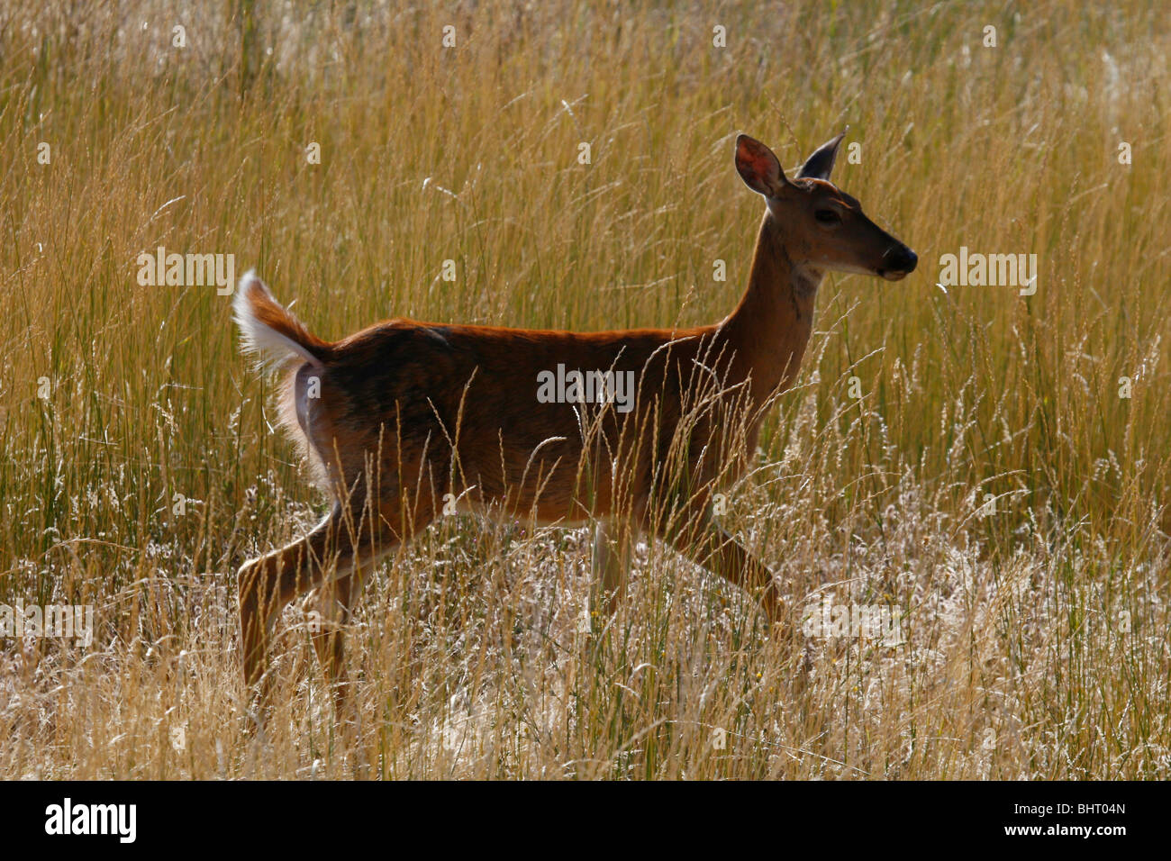 Whitetail Doe in Wiese Stockfoto