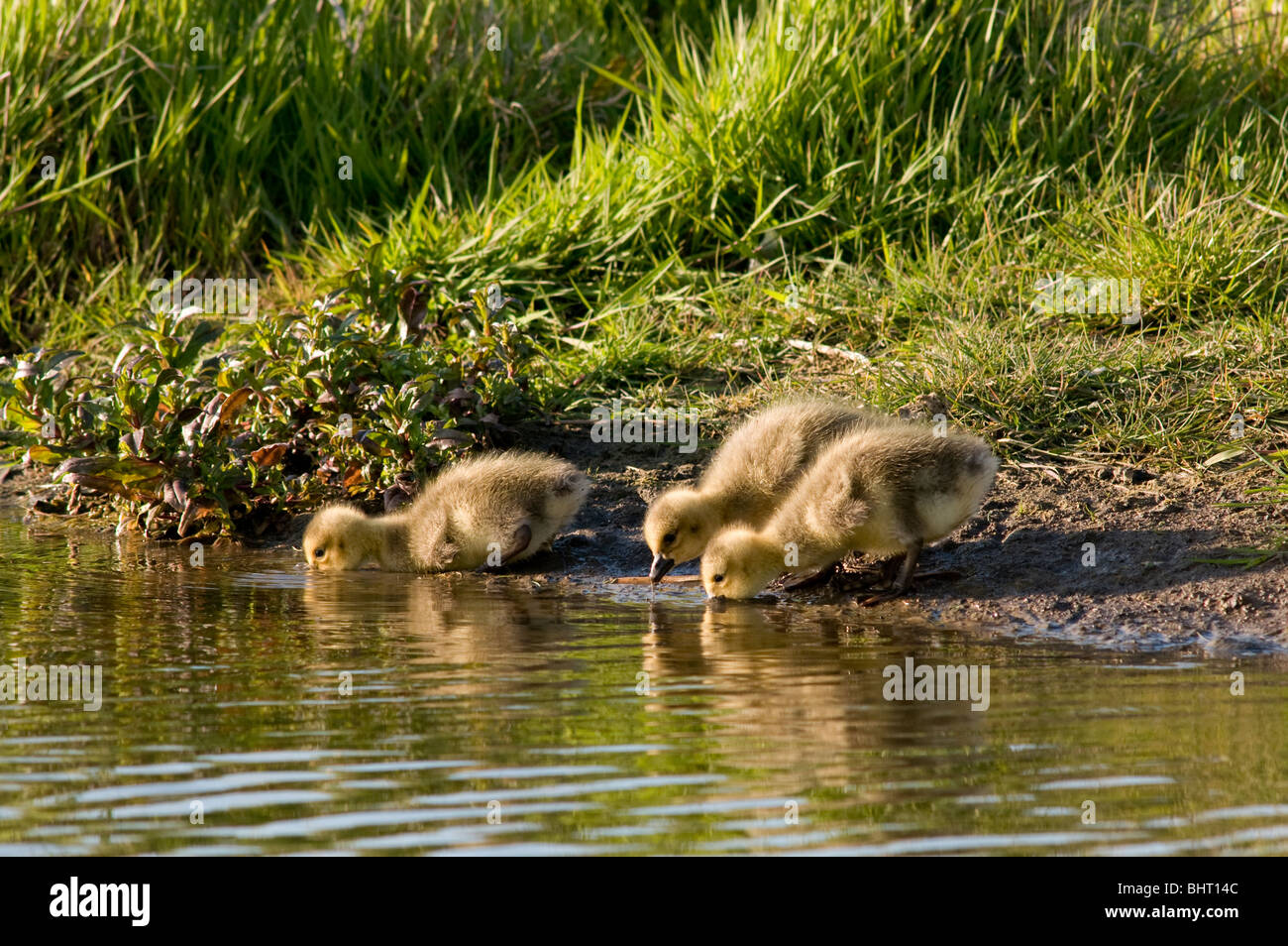 Drei Gänsel trinken Stockfoto