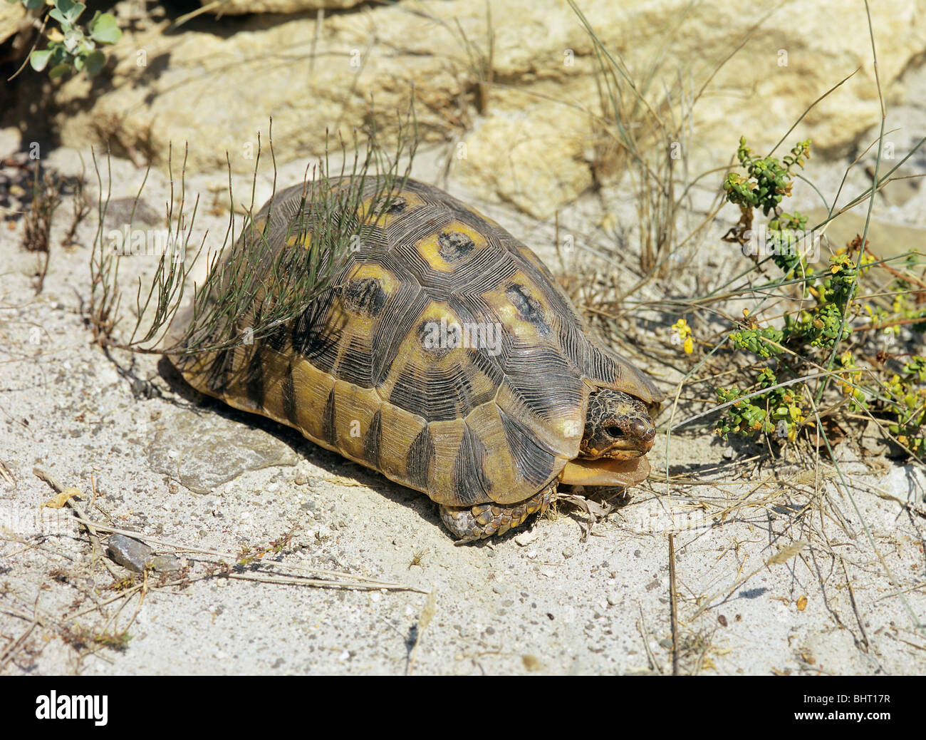 Bugspriet Schildkröte / Chersina Angulata Stockfoto