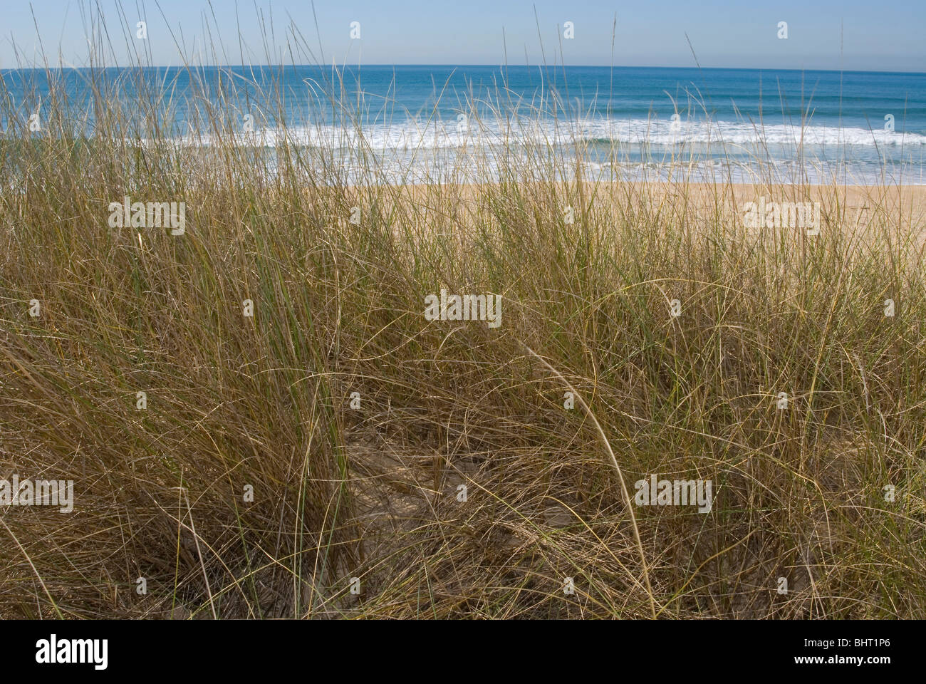 Europäische Dünengebieten Grass oder europäischen Strandhafer (Ammophila Arenaria) Stockfoto