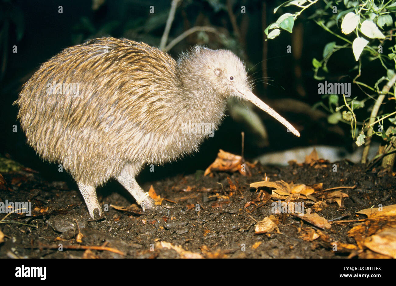 Mantell Brown's Kiwis (Apteryx mantelli) Nahrungssuche am Boden. Neuseeland Stockfoto