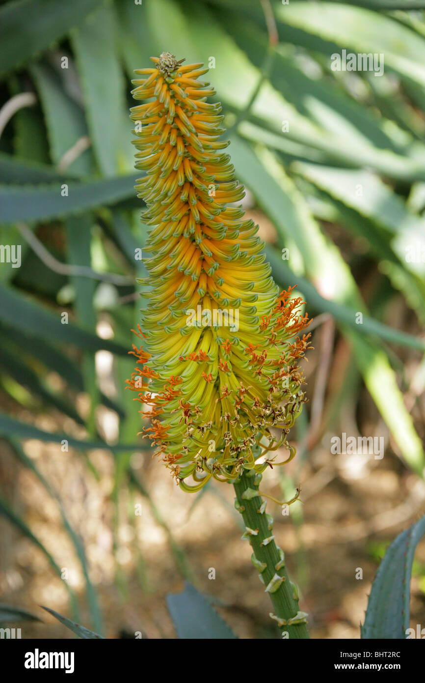 Afrikanische Aloe, stacheligen Aloe oder Uitenhage Aloe, Aloe Africana, Asphodelaceae (Aloaceae), Südafrika Stockfoto