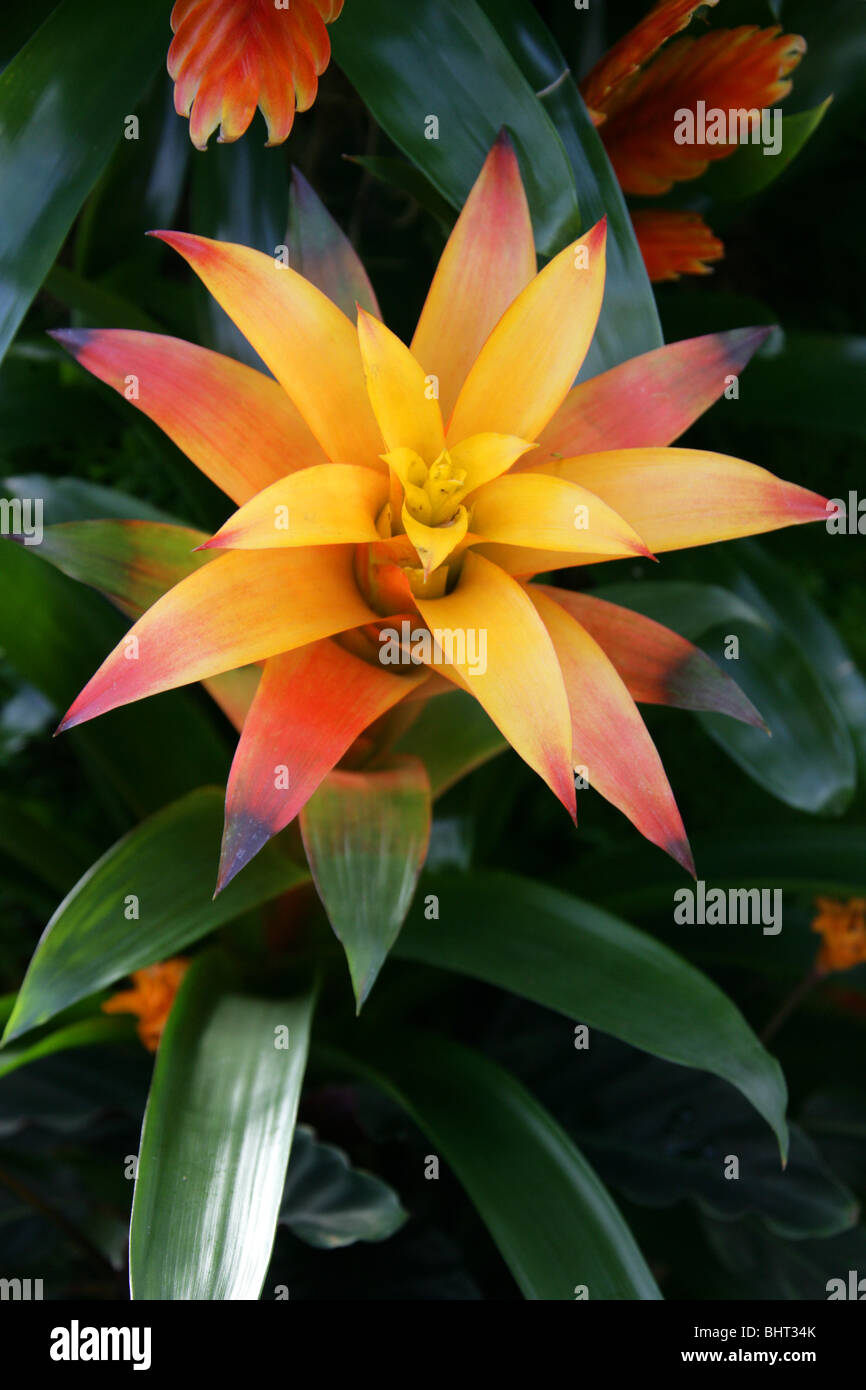 Orange und gelbe Guzmanie Hybrid 'Sunnytime', Bromeliaceae. Bromelie Zimmerpflanze Stockfoto