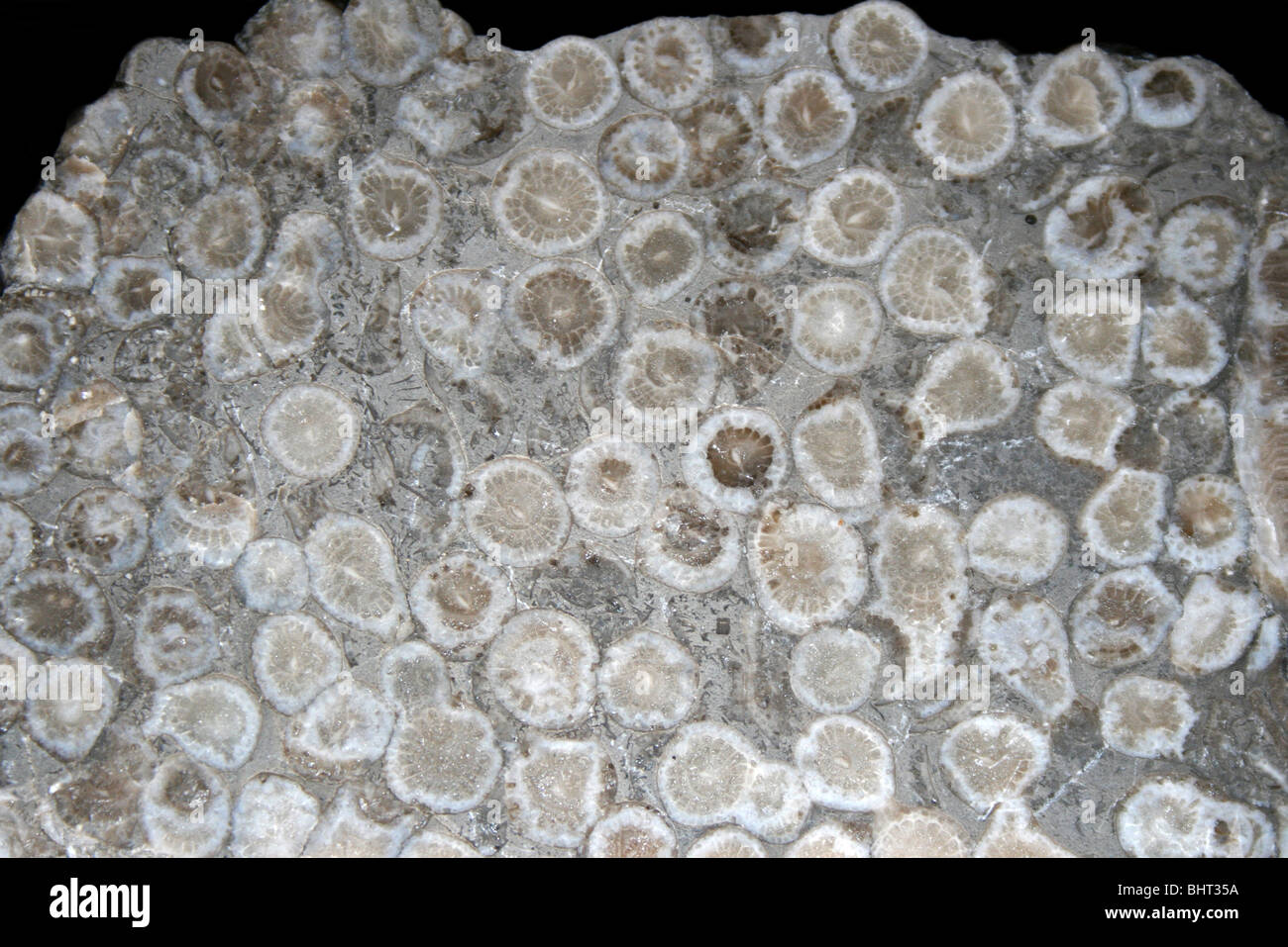 Rugose Korallen Lithostrotion sp. Stockfoto