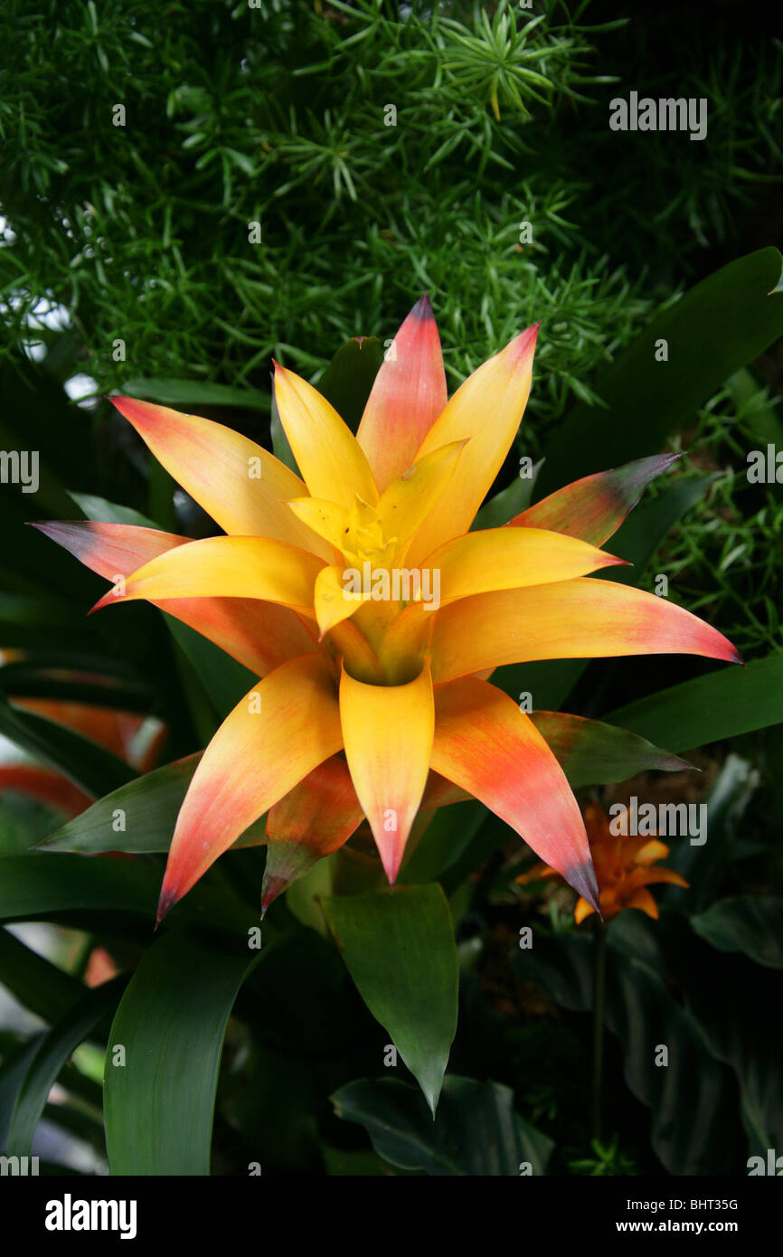 Orange und gelbe Guzmanie Hybrid 'Sunnytime', Bromeliaceae. Bromelie Zimmerpflanze Stockfoto