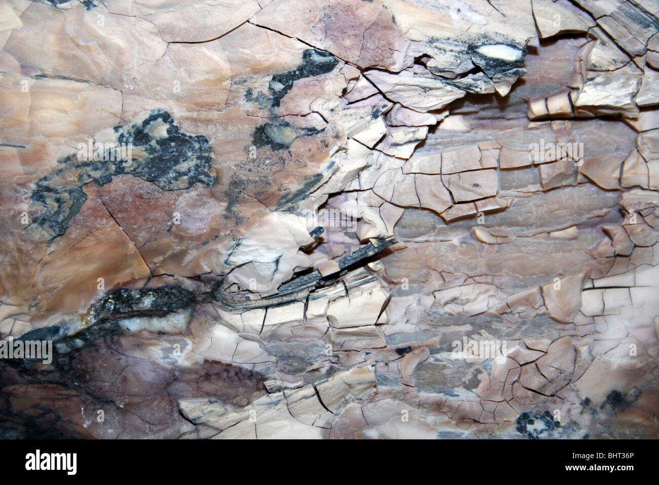 Versteinertes Holz rosa Farbe Stockfoto