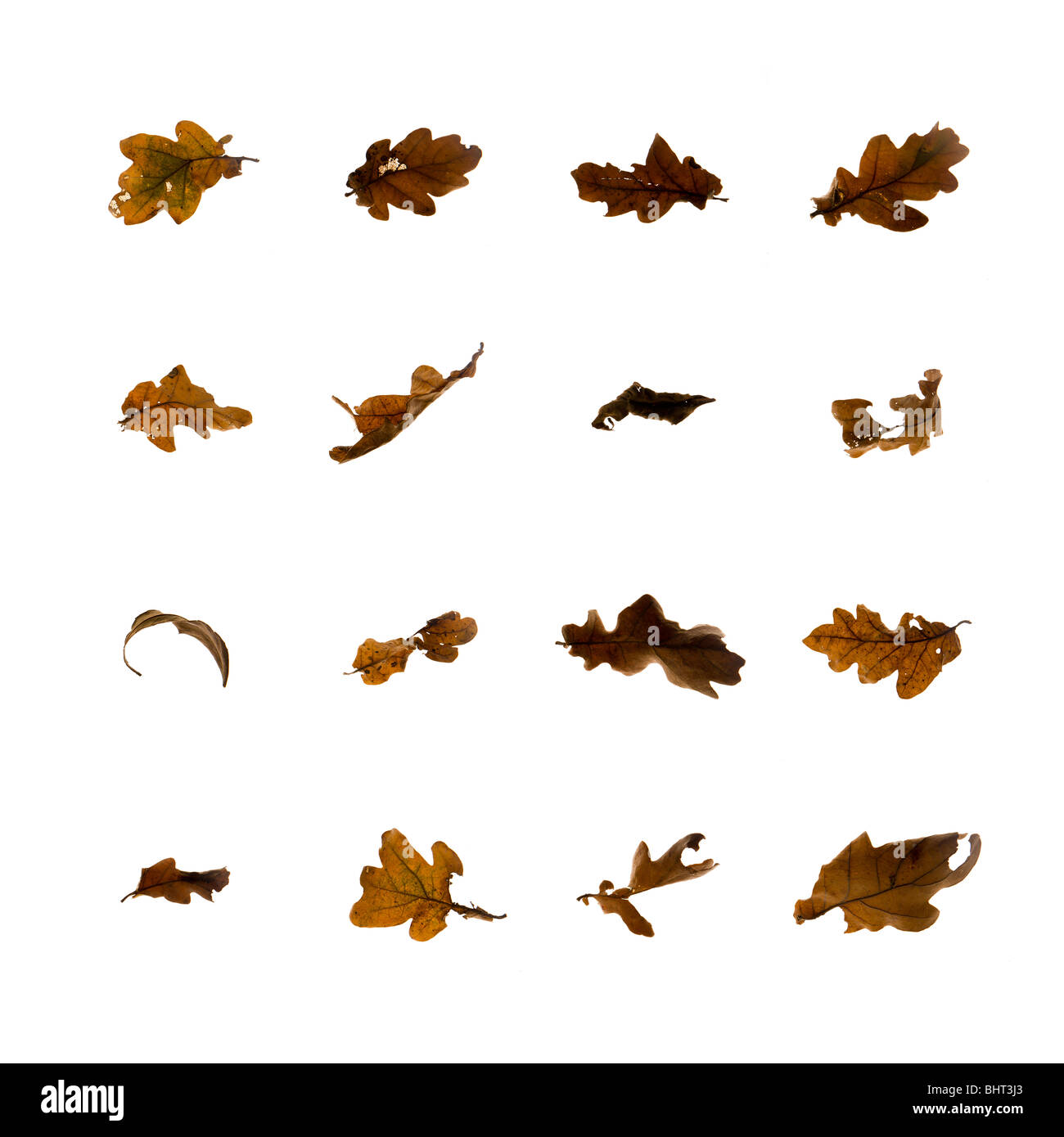 Blätter auf einem weißen Hintergrund ordnen in Linien Stockfoto