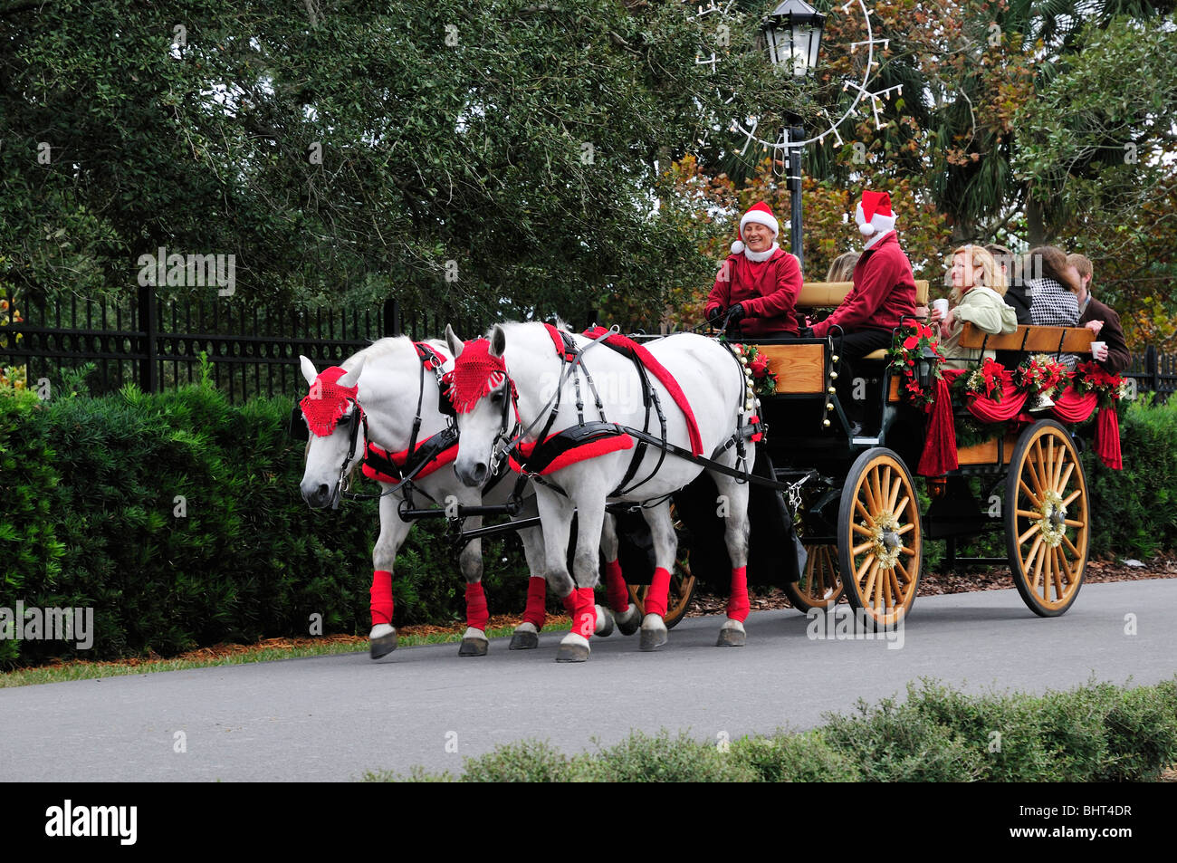 Weiße Pferde mit rote Stirnbänder verziert und Strümpfe ziehen einen Wagen beladen mit Menschen in der Weihnachtszeit Stockfoto