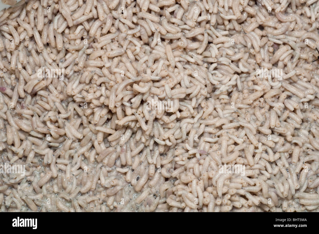Maden der Schmeißfliege, Hexamerinaufnahme eingespieltes, Sandstein, Minnesota, USA Stockfoto