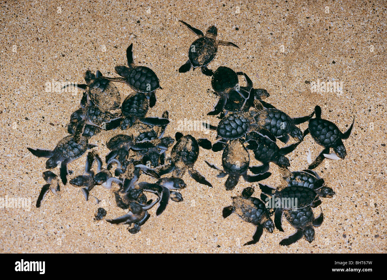 junge Schildkröten - gerade geschlüpft / Chelonia Mydas Stockfoto