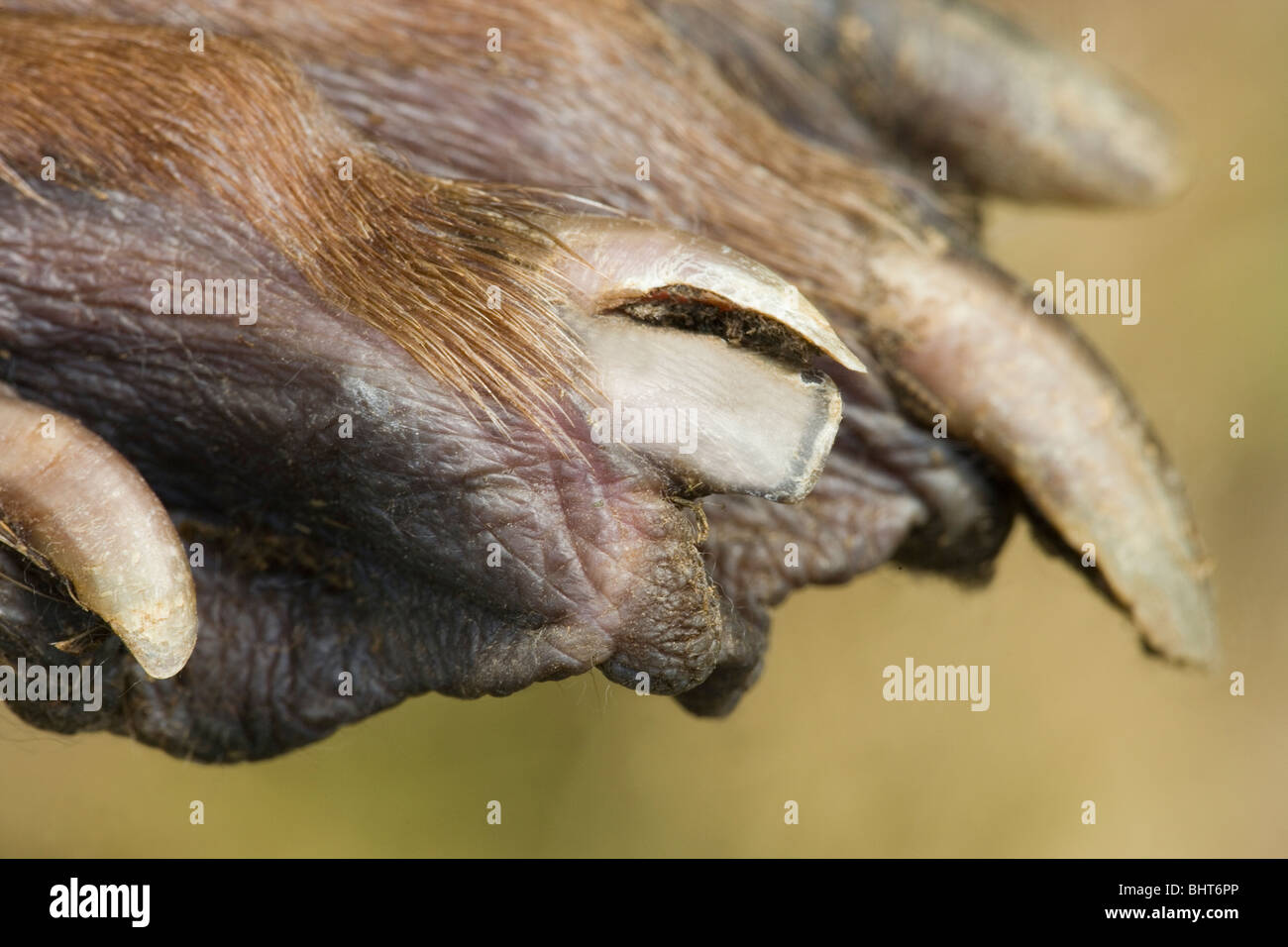 Europäischer Biber (Castor Fiber). Übersicht hinteren Fuß Anpassung der Schwimmhäute zwischen den Zehen zum Schwimmen, und split Toe Nail für das Kämmen Fell verwendet. Stockfoto